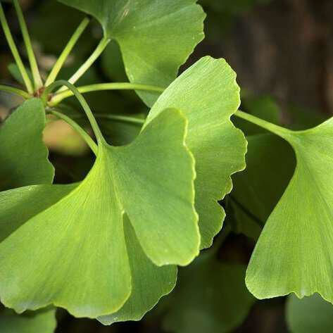 Ginkgo Biloba Ginkgo Biloba Leaf Cut Chinas 20 Gr
