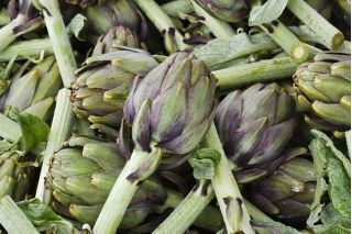 Artichoke "Green Globe" Seeds 1g
