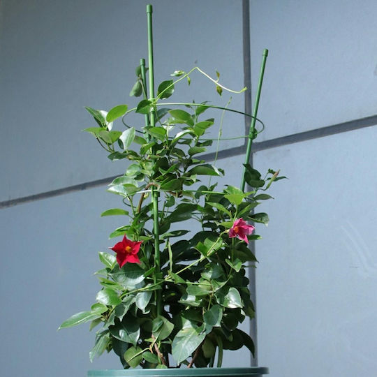 Στηρίγματα Φυτών 60cm