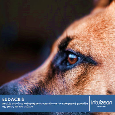 Intuizoon Intuizoon Hundereinigungsmittel für Körperreinigung Hund 125ml