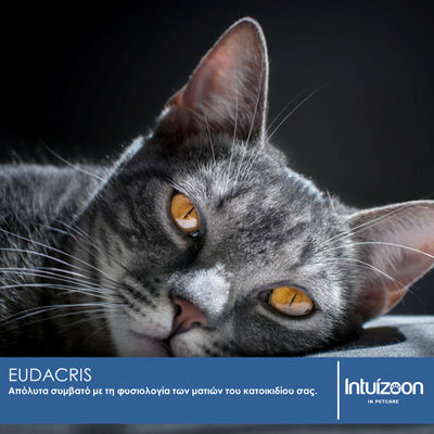 Intuizoon Intuizoon Hundereinigungsmittel für Körperreinigung Hund 125ml