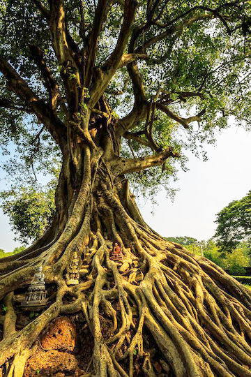 Ιερό Δέντρο Ινδίας Ficus Religiosa 200+ Σπόροι