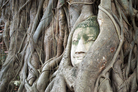 Ιερό Δέντρο Ινδίας Ficus Religiosa 200+ Σπόροι