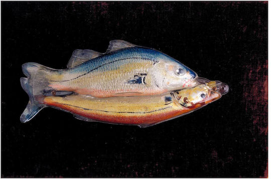 Two Fish One Gemälde Glas 50x80cm