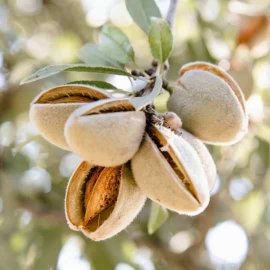 Butte Padre Almonds Without Salt America 500 Gr