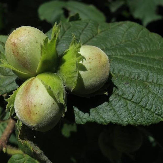 Hazelnuts 14/16 Raw Greece 1000 Gr
