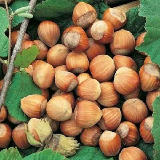Φουντουκι 14/16 Ωμο Ελλαδας 500 Gr
