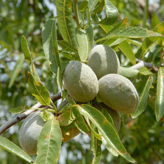 Butte Padre Almonds Without Salt America 500 Gr