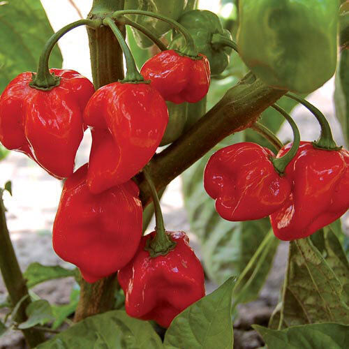 Whole Habanero Pepper from Mexico 500 Gr
