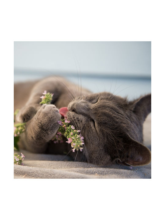 All For Paws Παιχνίδι Γάτας με Catnip