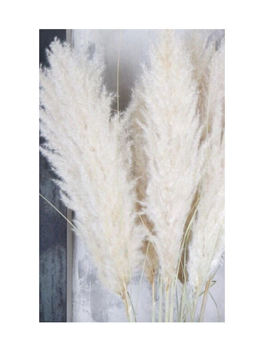 Dried Plant Pampas Grass Adaline Fluffy Natural Beige 100-110cm Flower 35-45cm