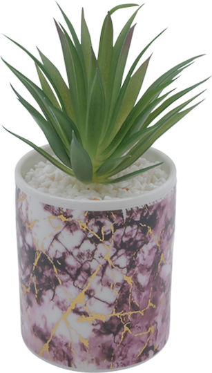Sukkulente Pflanze in Topfpflanze Rosa 26cm Uncle George