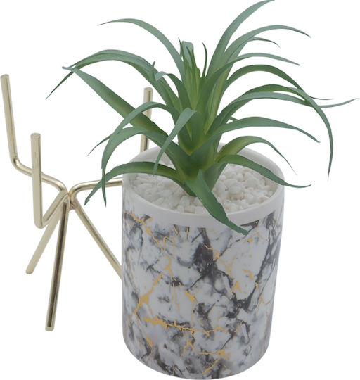 Sukkulente Pflanze in Topf 26cm Uncle George