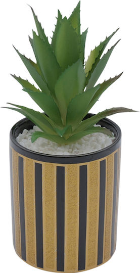Aloe In Topfpflanze Braune 24cm Uncle George
