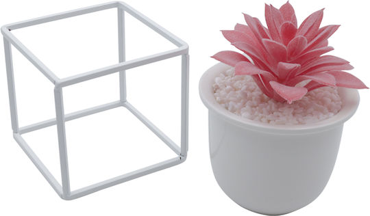 Sukkulente Pflanze in Topf Rosa 13cm Uncle George