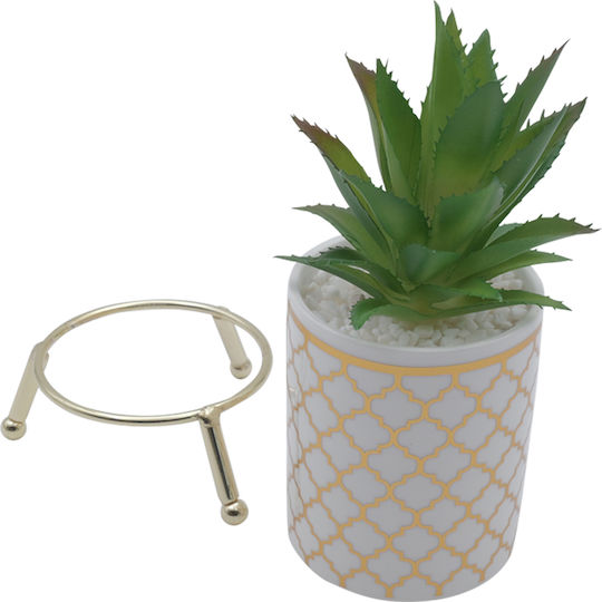 Aloe in Topfpflanze Weiß 21cm Uncle George
