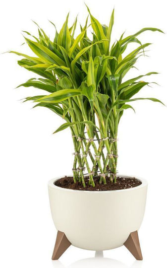 Viosarp Kunststoff Blumentopf Viosarp Kunststoff Blumentopf