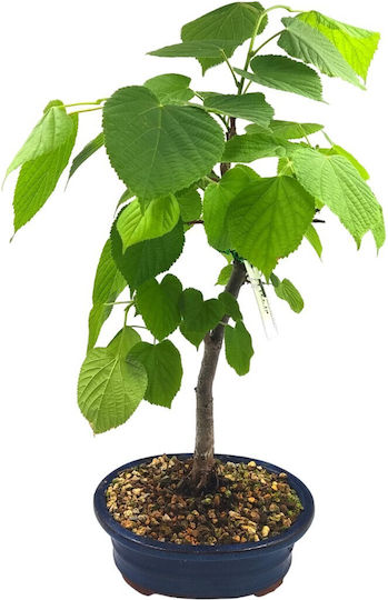 Μπονσάι Tilia Cordata Φιλύρα Φλαμουριά