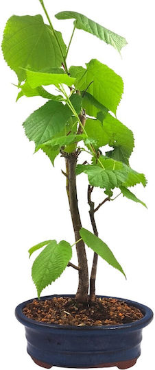 Μπονσάι Tilia Cordata Φιλύρα Φλαμουριά