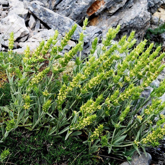 Mountain Tea Sideritis Volos 500 Gr