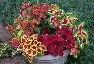 Coleus Beautiful Leaf Mix Color Seeds Packet 0.03g Seeds