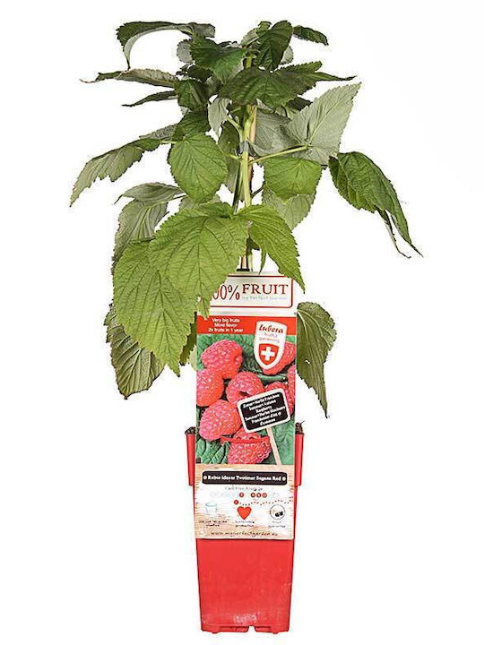 Rubus 'twotimer sugana red'® 15cm