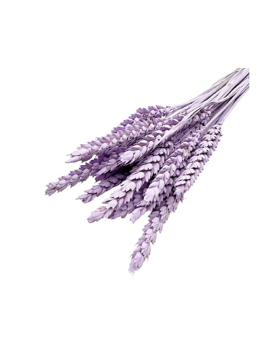 Dried Plant Purple 20pcs