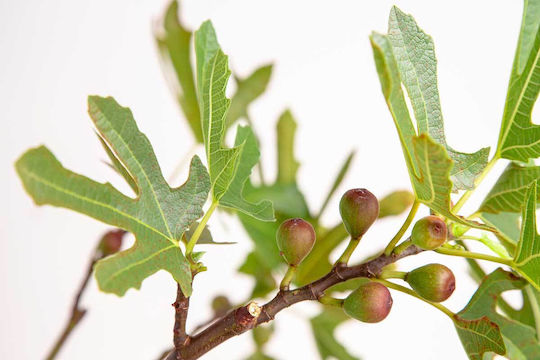 Ficus 'little Miss Figgy' 15cm