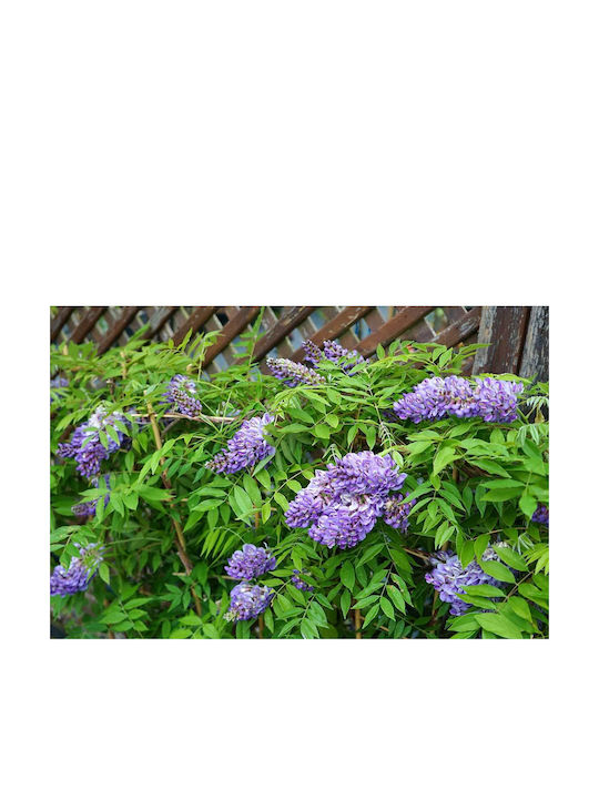 Wisteria 'longwood Purple' 15cm