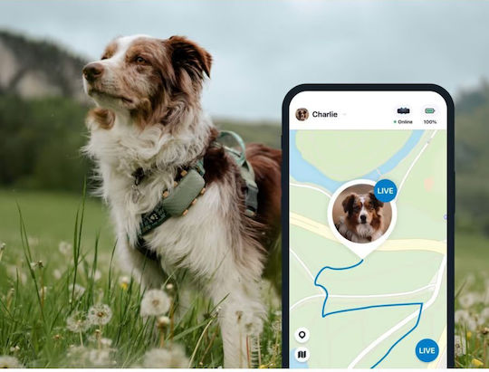 Tractive DOG XL Dog Fence Shock Collar