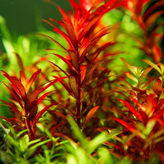 Tropica Rotundifolia Lebende Aquariumspflanze Rotala