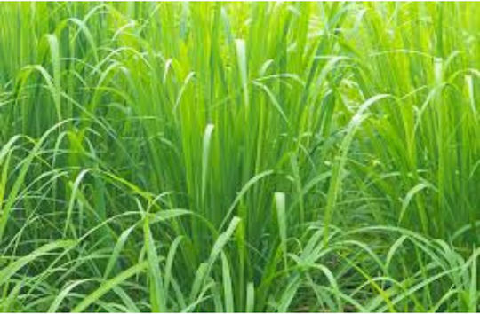 Sobio Αφρόλουτρο 3 1 Άνδρες Βιολογικό Vetiver 200ml 16273