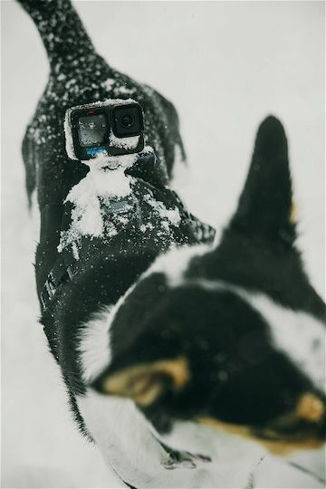 GoPro Fetch (Dog Harness) Dog Support Base for GoPro