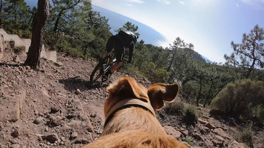 GoPro Fetch (Dog Harness) Dog Support Base for GoPro
