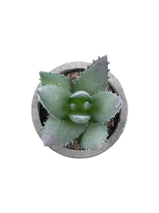 Globostar? Artificial Garden Succulent Aloe 21026 Decorative Thick Succulent Plant Aloe H10.5cm