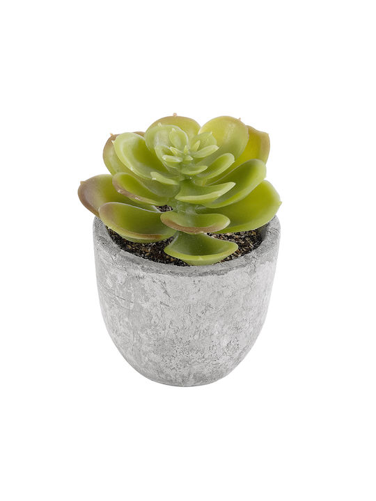 Παχύφυτο σε Γλαστράκι 8.5cm GloboStar