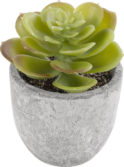 Παχύφυτο σε Γλαστράκι 8.5cm GloboStar