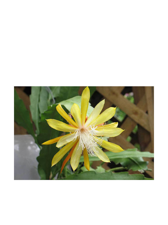 Epiphyllum 'fruhlings Gold' 12cm Epiphyllum 'fruhlings Gold' 12cm