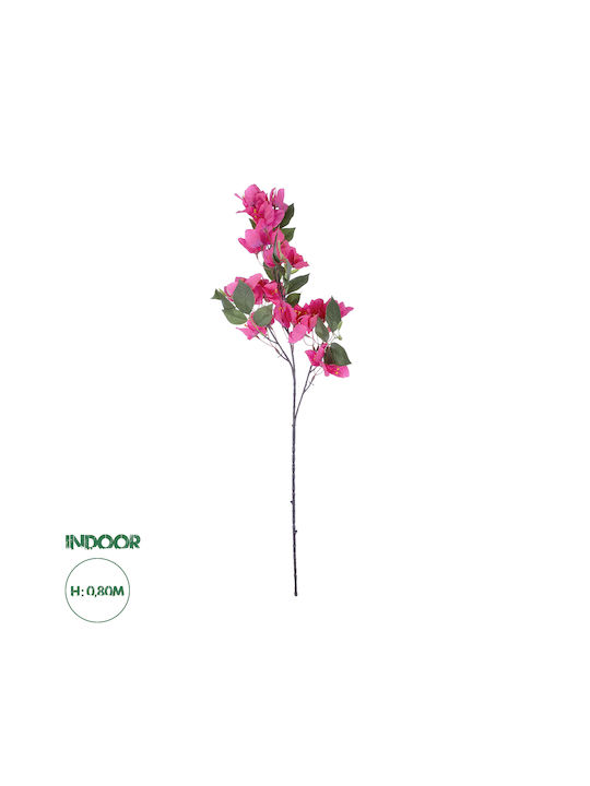 Bougainvillea Fuchsien 80cm in Box GloboStar