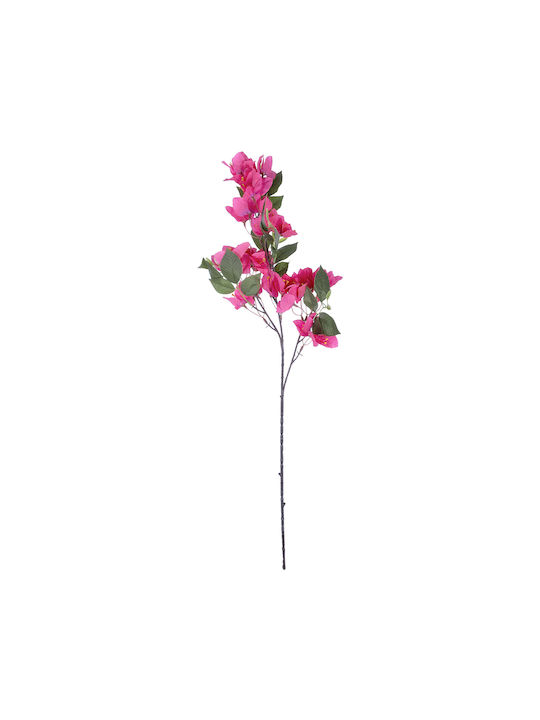 Bougainvillea Fuchsien 80cm in Box GloboStar