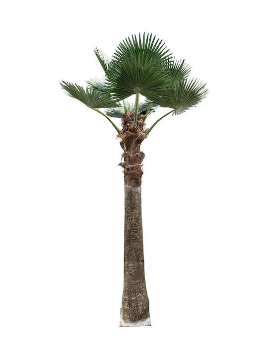 Globostar Artificial Garden Plant Palm Tree 21055 Διακοσμητικό Δέντρο Φοίνικα Φ240 X Υ400cm Globostar Artificial Garden Plant Palm Tree 21055 Διακοσμητικό Δέντρο Φοίνικα Φ240 X Υ400cm