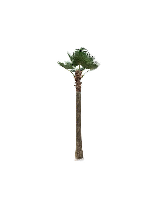 Globostar Artificial Garden Plant Palm Tree 21057 Διακοσμητικό Δέντρο Φοίνικα Φ240 X Υ600cm Globostar Artificial Garden Plant Palm Tree 21057 Διακοσμητικό Δέντρο Φοίνικα Φ240 X Υ600cm
