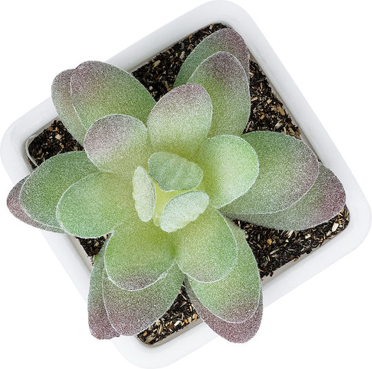 Globostar Artificial Garden Succulent Sedeveria Potted Plant 20975 Decorative Plant Phoenix Serenoa H7 X H8cm