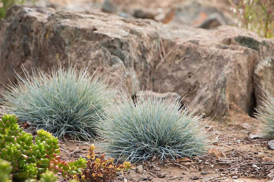 Festuca 'Elijah Blue' 17cm