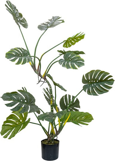 Monstera in a Pot Zen Collection Monstera in a Pot Zen Collection