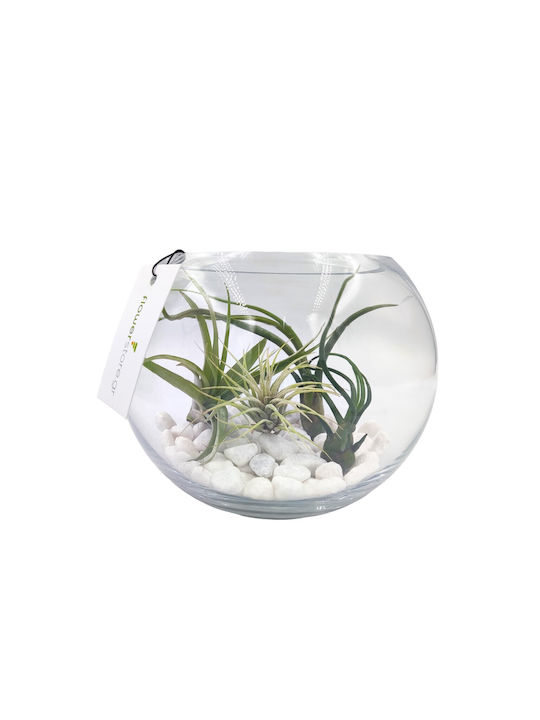 Σύνθεση Αερόφυτα Γυάλα Terrarium
