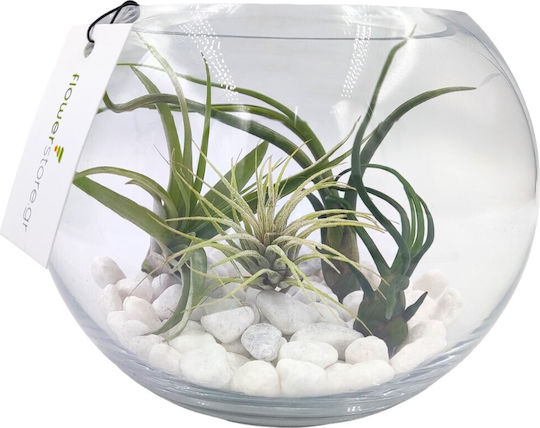 Σύνθεση Αερόφυτα Γυάλα Terrarium