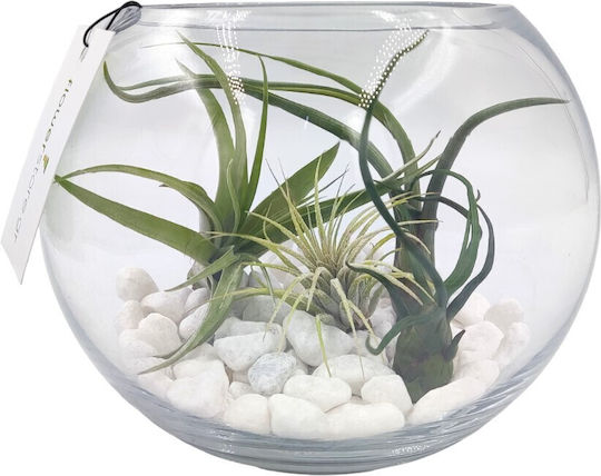 Σύνθεση Αερόφυτα Γυάλα Terrarium
