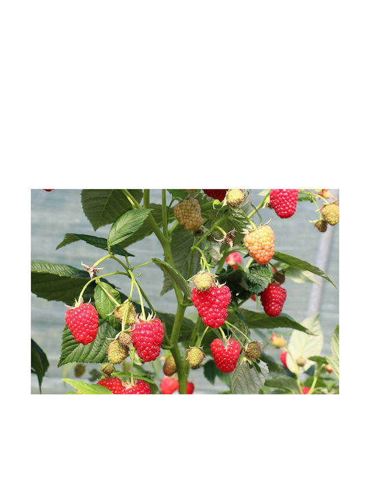 Rubus 'autumn Chef' Bio 13cm