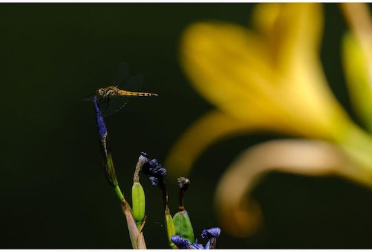 Tamron Crop Φωτογραφικός Φακός 150-500mm F/5-6.7 Di III VXD Super Telephoto για Fujifilm X Mount Μαύρος
